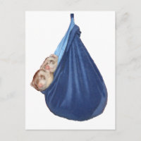 Les Ferrets Dans Un Sac À Dormir Carte Postale