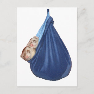 Les Ferrets Dans Un Sac À Dormir Carte Postale