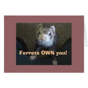 Les Ferrets Vous Proviennent !