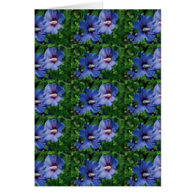 Les Fleurs de Blue Hibiscus (Devant)