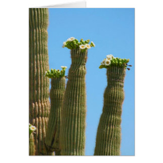 Les fleurs de cactus du Saguaro