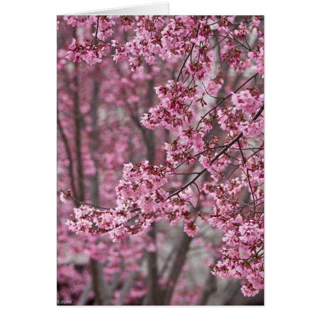 Les fleurs de cerisiers Sakura sont roses (Devant)