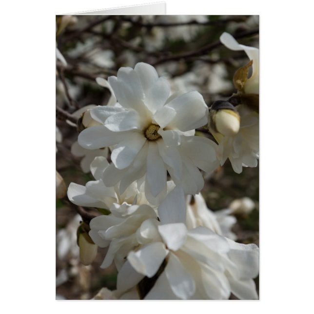 Les fleurs de Star Magnolia (Devant)