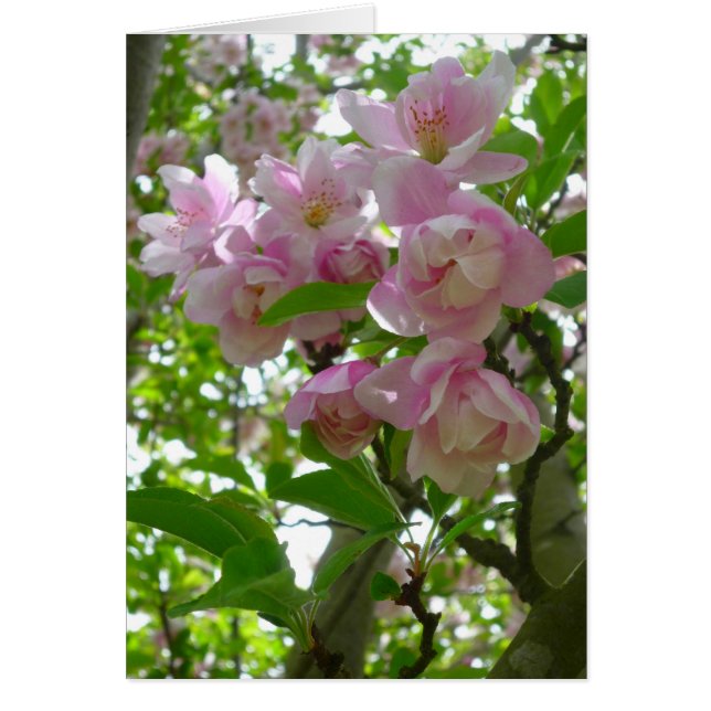 Les fleurs du printemps (Devant)