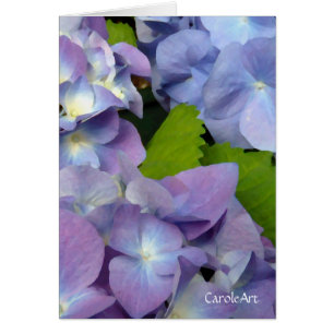 Les hortensias bleus les plus bleus