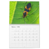 Les insectes ! Calendrier (Feb 2026)