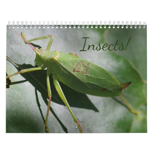 Les insectes ! Calendrier (Protection)