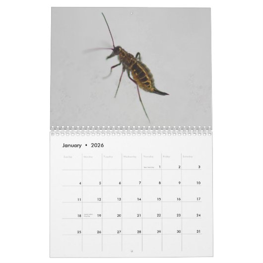 Les insectes ! Calendrier (Jan 2026)