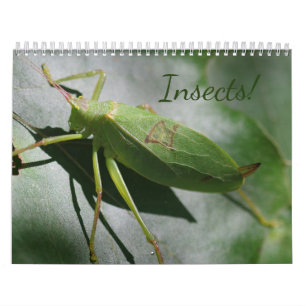 Les insectes ! Calendrier