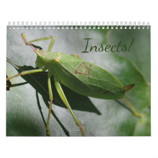 Les insectes ! Calendrier