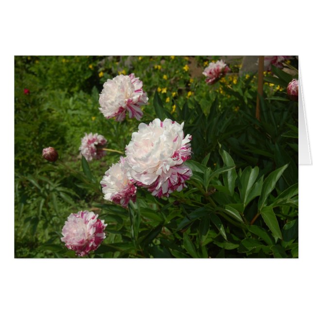 Les Jolies Demoiselles (Devant horizontal)