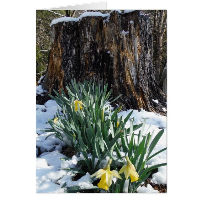 Les jonquilles jaunes dans la neige (Devant)