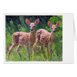 Les jumeaux de Fawn dans le Hawkweed
