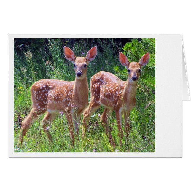 Les jumeaux de Fawn dans le Hawkweed (Devant Horizontal)