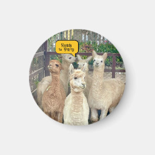 Les lamas viennent du Pérou sur cet aimant