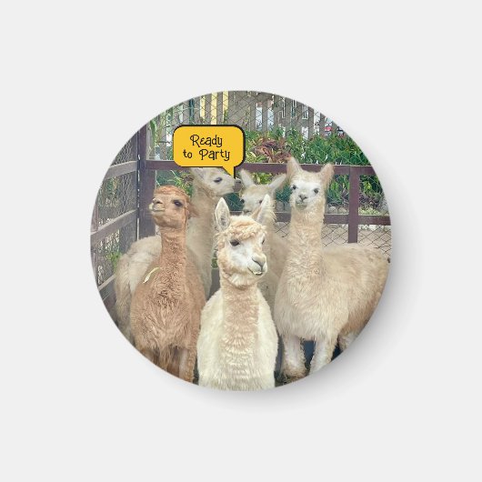 Les lamas viennent du Pérou sur cet aimant (Devant)