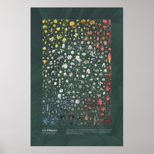Les Liliacées uit Redouté Poster