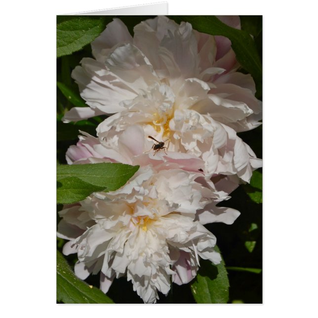 Les Maidens (Devant)