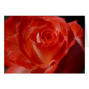 les meilleurs tirs 016