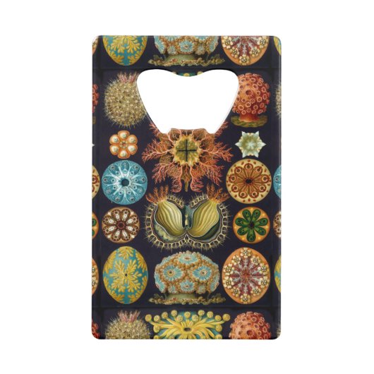 Les merveilles océaniques d'Ernst Haeckel (Devant)