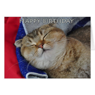 Les nouilles le chat écossais de pli dort