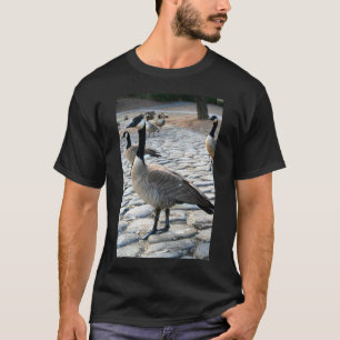 Les oies canadiennes s'approchent du T-shirt de