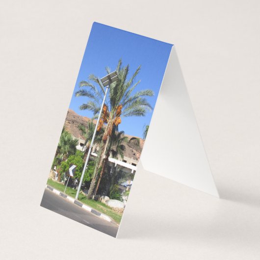 Les palmiers égyptiens (Front)