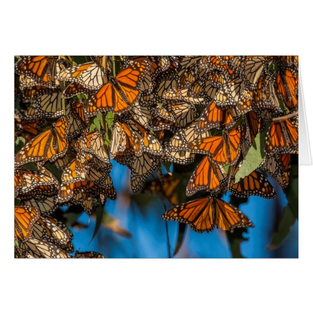 Les papillons monarques migrateurs s'accrochent au (Devant horizontal)