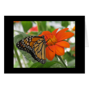 Les papillons sont libres