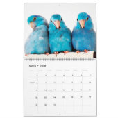 Les Parrotlets 2023 Calendrier des 12 ans (Mar 2026)