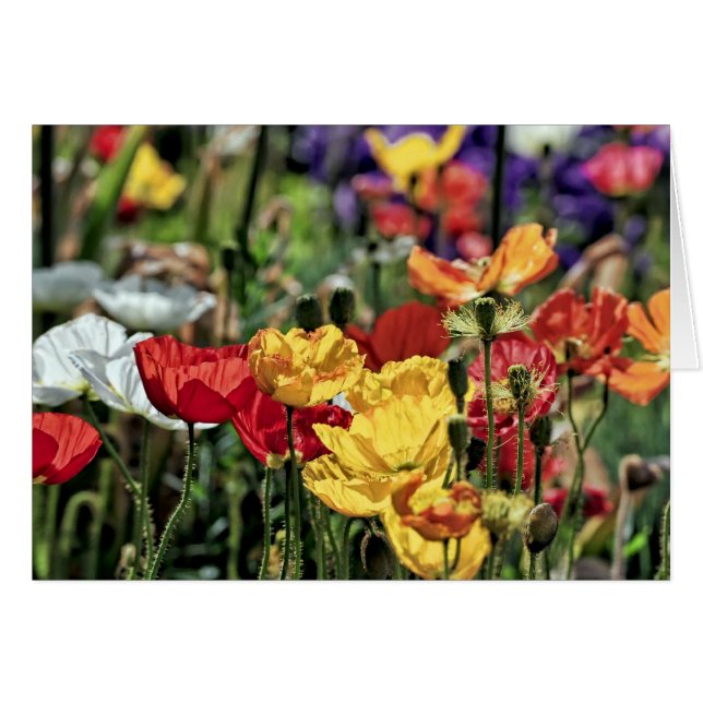 Les pavots au soleil (Devant Horizontal)