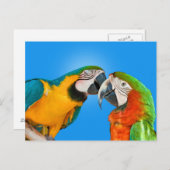 Les perroquets dans Love Carte postale (Devant / Derrière)