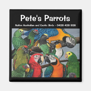 Les perroquets de Pete : un aimant exotique et ind