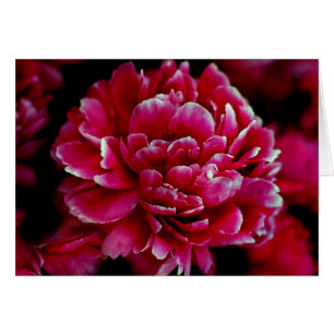 Les pivoines japonaises