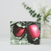 Les Pommes Rouges Soient Différentes Carte Postale (Debout devant)