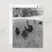 Les poules dans la Barn Yard Cartes postales (Devant / Derrière)