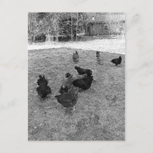 Les poules dans la Barn Yard Cartes postales
