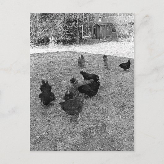 Les poules dans la Barn Yard Cartes postales (Devant)