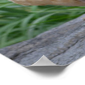 Les Poulets Sont Le Nouveau Poster Du Chien (Coin)