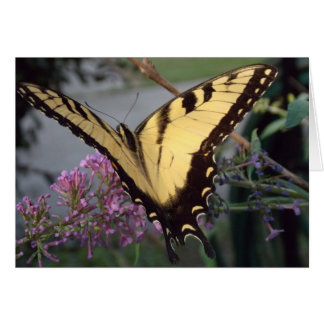 Les rêves de papillons
