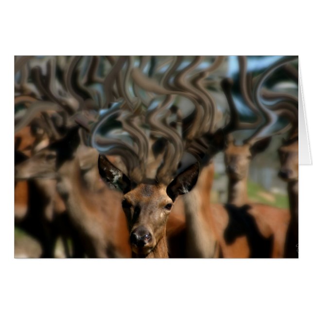 Les rêves des cerfs (Devant horizontal)