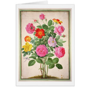 Les roses, plaquent 4 du Florilegium de Nassau (la