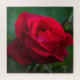 Les roses Sont Rouges 20"x20" Difficile Puzzle