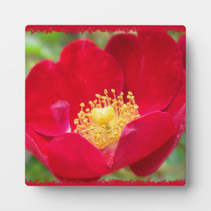 Les roses sont une plaque photo rouge