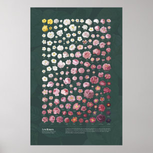 Les Rozen van Redouté Poster