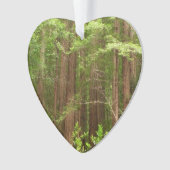 Les séquoias au monument national de Muir Woods (devant)