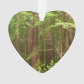 Les séquoias au monument national de Muir Woods (dos)