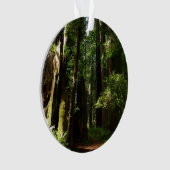 Les séquoias et les fougères du parc national Redw (devant)