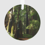 Les séquoias et les fougères du parc national Redw (dos)