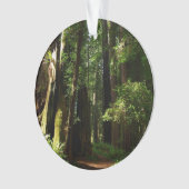 Les séquoias et les fougères du parc national Redw (devant)